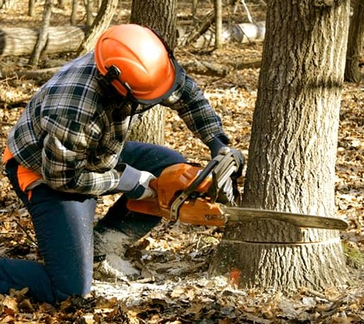 Tree Removal in Bridgewater, MA